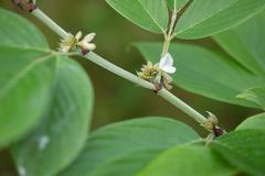 Desmodium triangulare var. congestum